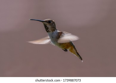 Humming Bird In Flight Looking At Camera