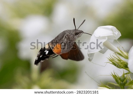 Humming Bird Hawk Moth in flight, feeding on the flowers