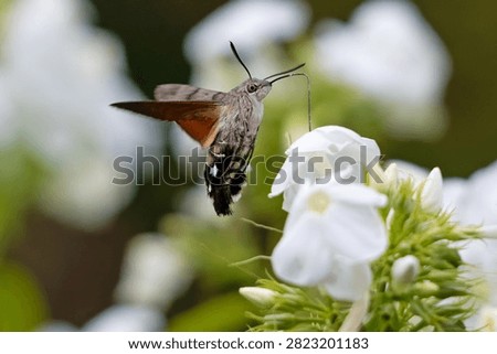 Humming Bird Hawk Moth in flight, feeding on the flowers