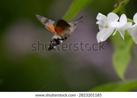 Humming Bird Hawk Moth in flight, feeding on the flowers