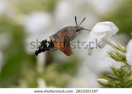 Humming Bird Hawk Moth in flight, feeding on the flowers
