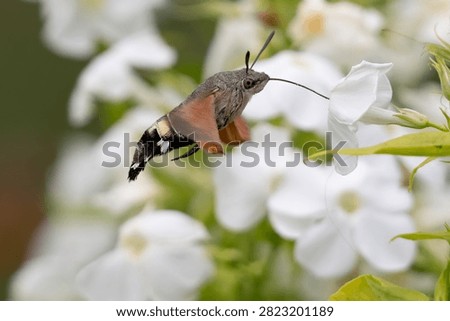 Humming Bird Hawk Moth in flight, feeding on the flowers