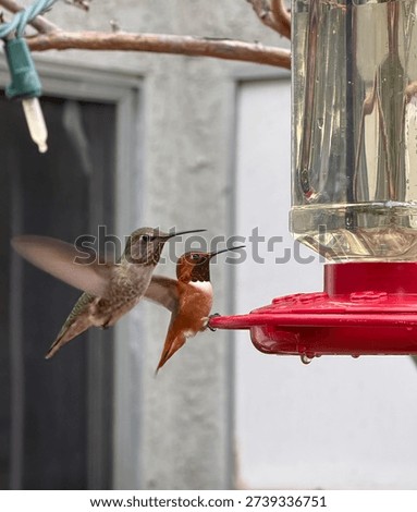 Humming bird sharing a feeder
