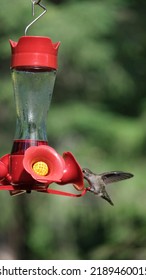 Humming Bird Shot In Garden Feeding Off From A Bird Feeder. 