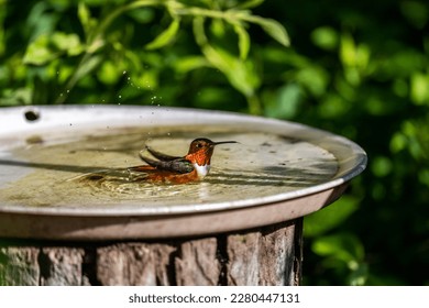 Humming birds and birds at the feeder - Powered by Shutterstock