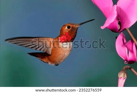 humming birds are on the air and trying to sucking nectar.