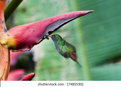 Hummingbird