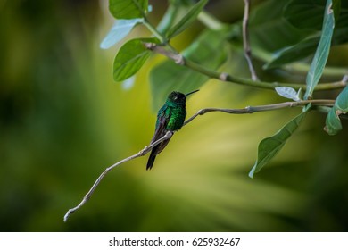 Hummingbird