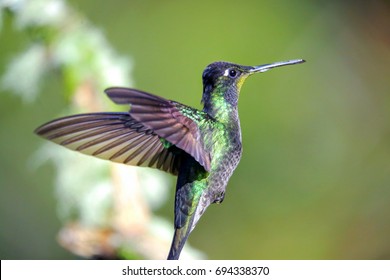 Hummingbird