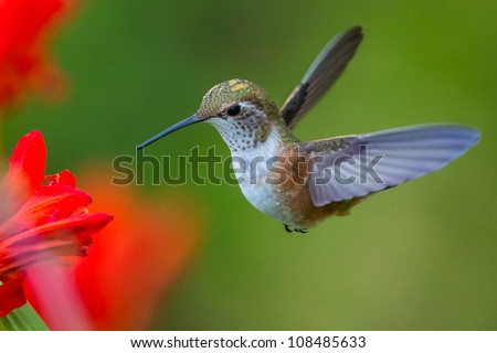 Hummingbird
