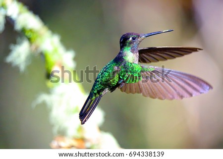 Hummingbird