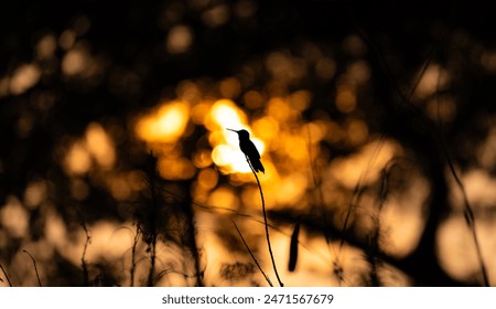 Hummingbird against the light of the setting sun - Powered by Shutterstock