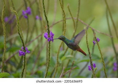 Hummingbird Caught Eating From A Flower