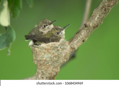 Hummingbird Chicks In Nest, Ruby Throated Hummingbird, Archilochus, Colubris, Agnieszka Bacal.