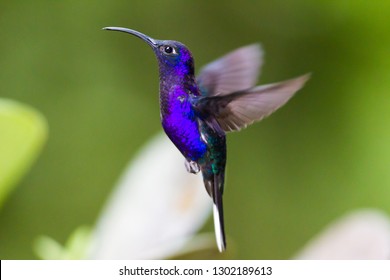 Hummingbird, or Colibri thalassinus, beautiful green blue hummingbird from Central America hovering in front of flower background in cloud rainforests, Costa Rica.