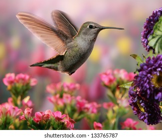 Hummingbird in colorful garden