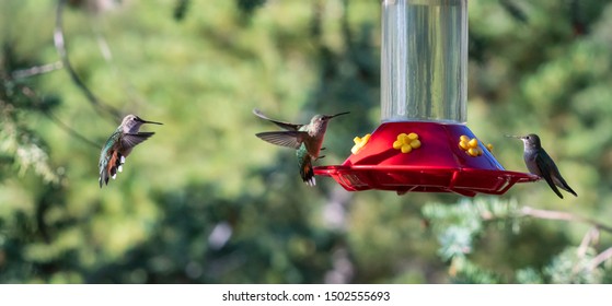 Imagenes Fotos De Stock Y Vectores Sobre Orange Bird Feeder