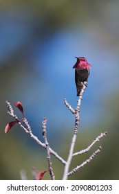 An Anna’s Hummingbird Displays His Beautiful Gorget