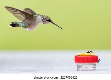 Hummingbird Diving Toward Tiny Nectar Feeder with an Ant on Top