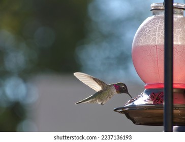 Hummingbird Drinking from Hummingbird Feede