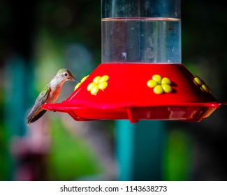 Sugar Water Feeder Images Stock Photos Vectors Shutterstock