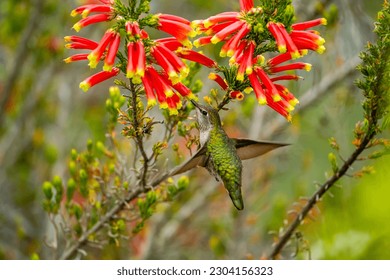 Hummingbird drinks nectar from 
Erica discolor Andrews flower.