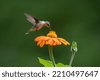 ruby hummingbird