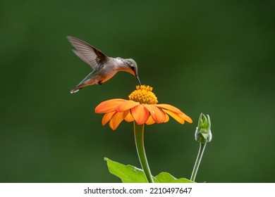 Hummingbird eating from Mexican Sunflower