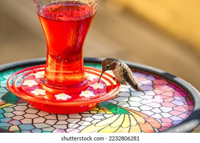 Hummingbird enjoying nectar from a feeder.