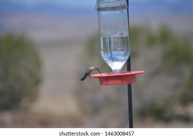 Hummingbird Enjoying A Snack at Conservation