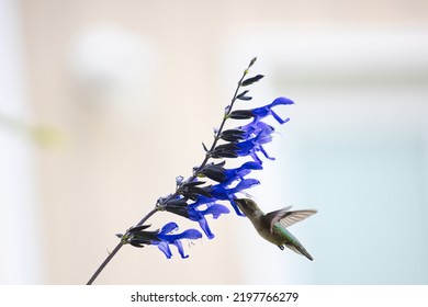 Hummingbird Feeding Of Black And Blue Salvia Plant