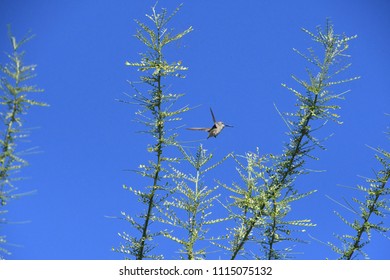 Desert Museum Palo Verde High Res Stock Images Shutterstock