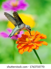 Hummingbird feeding on an orange zinnia with a colorful background.