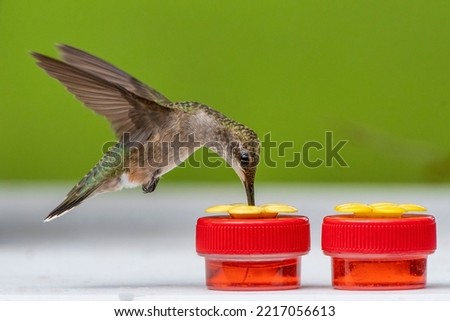 Hummingbird Feeding on Tiny Nectar Filled Cups in Louisiana Garden