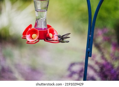 Hummingbird feedings from a hummingbird feeder. Birds feeding from a hummingbird feeder.