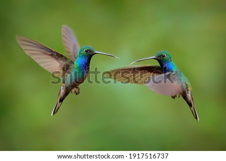 Hummingbird fight Green-backed Hillstar, Urochroa bougueri leucura, green blue hummingbird from San Isidro in Ecuador. Two birds fly fight in the tropic forest. Hummingbirds flight in nature habitat. 