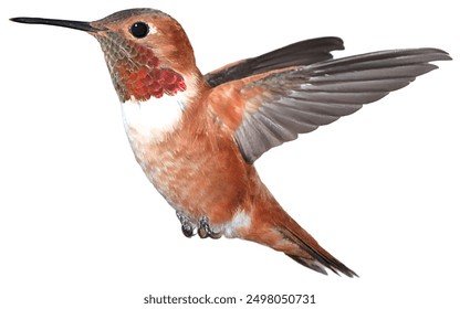 Hummingbird in flight, bird close-up