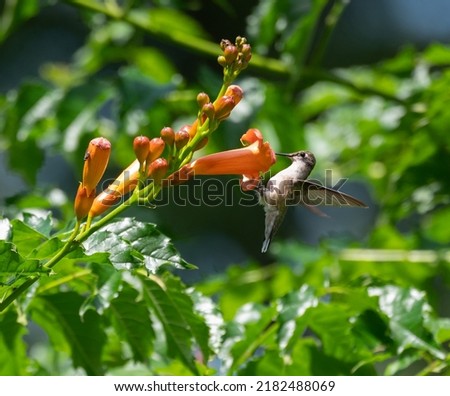 Hummingbird in flight feeding on nectar from a Trumpet vine flower