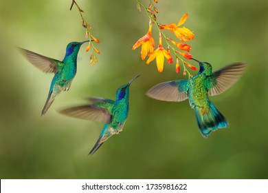 Hummingbird flight. Green Violet-ear, flock group shine birds. Colibri thalassinus, flying in the nature tropical wood habitat, red flower, Tapanti NP, Costa Rica. Wildlife scene from jungle.  - Powered by Shutterstock