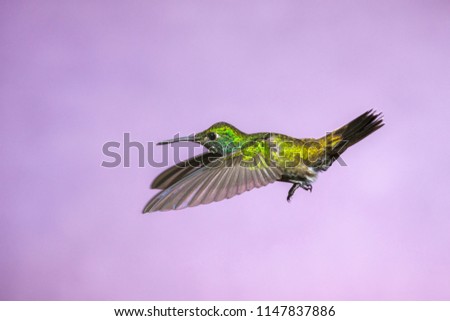 Hummingbird in Flight - Versicolored Emerald (Amazilia versicolor) in Iguazu Falls, Brasil - Argentina major Touristic Destination