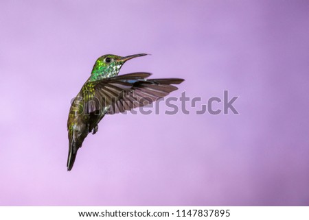Hummingbird in Flight - Versicolored Emerald (Amazilia versicolor) in Iguazu Falls, Brasil - Argentina major Touristic Destination