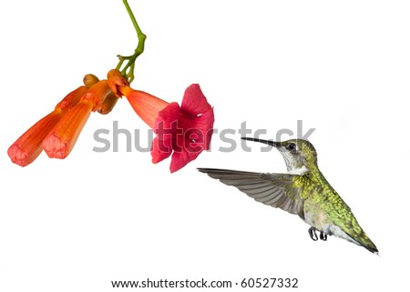 hummingbird floats into the flower of a trumpet vine; white background