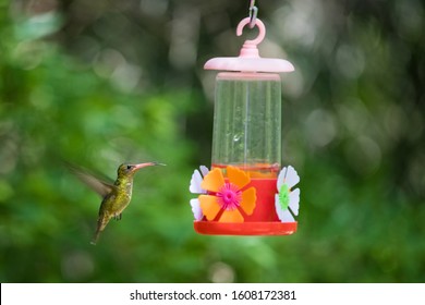 Sugar Water Feeder Images Stock Photos Vectors Shutterstock