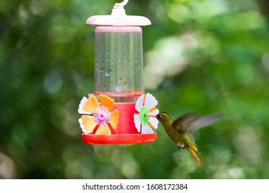 Sugar Water Feeder Images Stock Photos Vectors Shutterstock