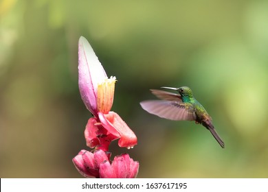 Hummingbird flying to the flower