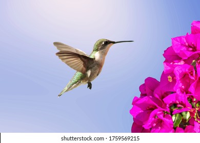 Hummingbird flying towards a flower with blue sky background