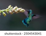 Hummingbird - Green violet ear (Colibri thalassinus) flying to pick up nectar from a beautiful flower of a bromelia, San Gerardo del Dota, Savegre, Costa Rica. Action wildlife scene from nature.