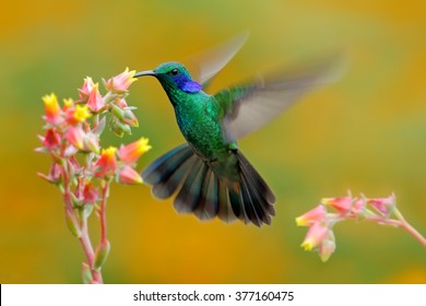 Flikkeren knelpunt Retentie Colibri bird Images, Stock Photos & Vectors | Shutterstock