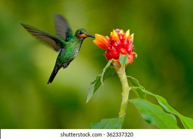 hummingbird Green-crowned Brilliant, Heliodoxa jacula, green bird from Costa Rica flying next to beautiful red flower with clear background.