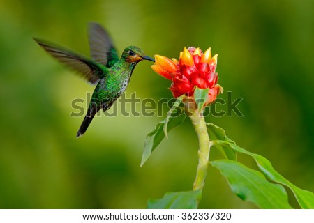 hummingbird Green-crowned Brilliant, Heliodoxa jacula, green bird from Costa Rica flying next to beautiful red flower with clear background.